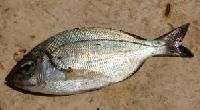 Black Sea Bream