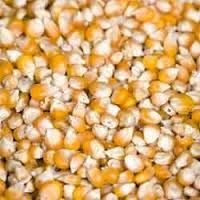 Yellow Corn Animal Feed
