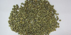 Robusta AB Coffee Bean