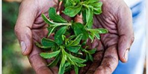 Fresh Stevia Leaves