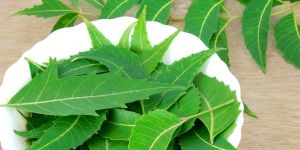 Neem Leaves
