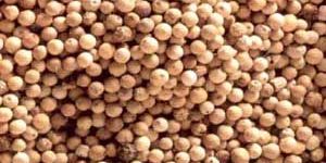 White Pepper Seeds