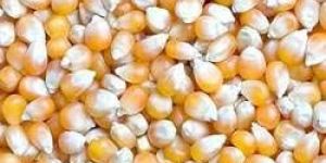 Yellow Maize Seeds