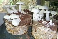 Oyster Mushroom Spawn