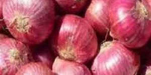 Fresh Red Onion