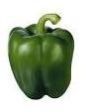 Capsicum