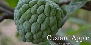 Fresh Custard Apple
