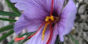 Saffron