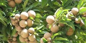Sapodilla