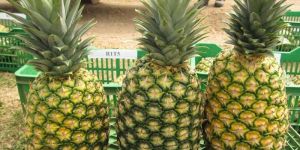 Fresh Pineapple