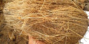 Semi Husked Fresh Coconuts