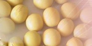 Deoiled Soya Lecithin
