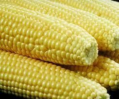 Yellow Corn Seeds