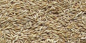 Oat Seeds