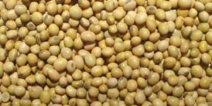Soybean Seeds