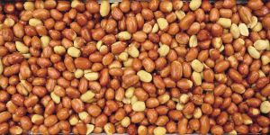 Roasted Peanuts