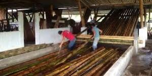 Bamboo Chemical Treatment Plant