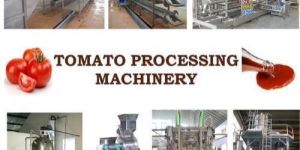 Tomato Ketchup Plant