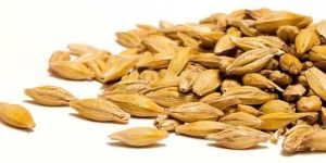 Barley Seeds