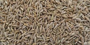 Cumin Seeds