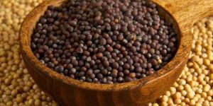 Mustard Seeds