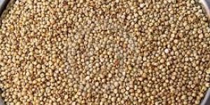 Sorghum