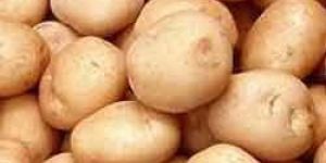 Fresh Potato