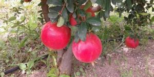 Fresh Pomegranate