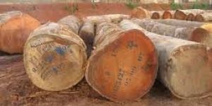 African Mahogany -khaya Ivorensis