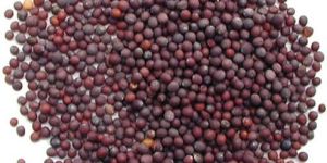 Black Mustard Seeds