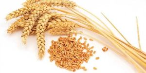 Wheat