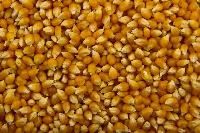Popcorn Seeds
