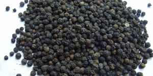 Black Pepper Seeds