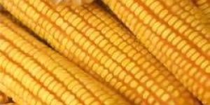 Yellow Maize Seeds