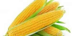 Yellow Corn
