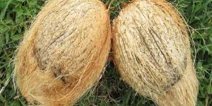 Semi Husked Coconuts