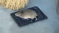 Rat Glue Traps