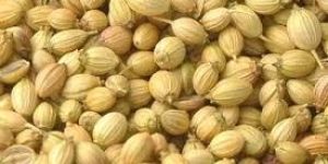 Coriander Seed