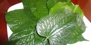 Betel Leaves