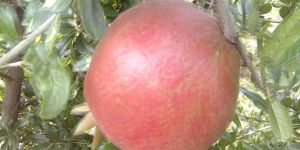 Pomegranate