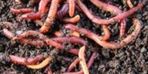 Vermicompost