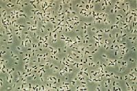 Bacillus Subtilis