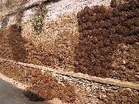 Cow Dung