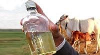 Cow Urine