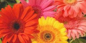 Fresh Gerbera Flower