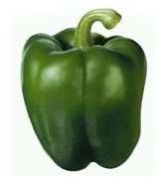 Fresh Capsicum