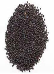 Mustard Seeds
