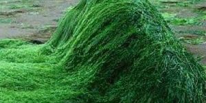 Spirulina Algae
