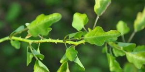 Fresh Thoothuvalai Leaves