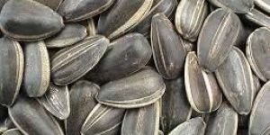 Sunflower Seeds